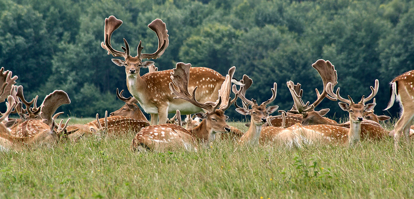 Dyrehaven lige uden for døren-HUSET Middelfart