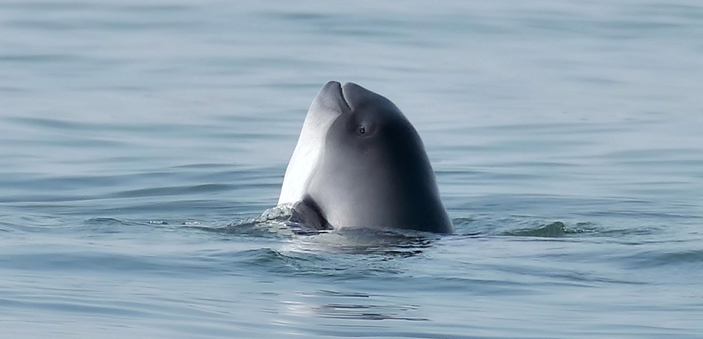 Oplev den lille hval - Middelfart