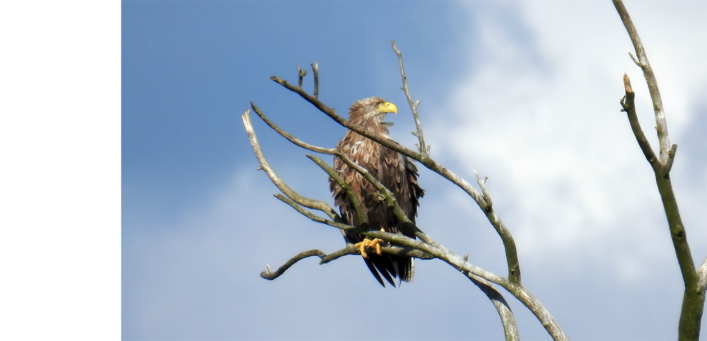 Havørnen spottet ved Føns Vang Sø - Middelfart