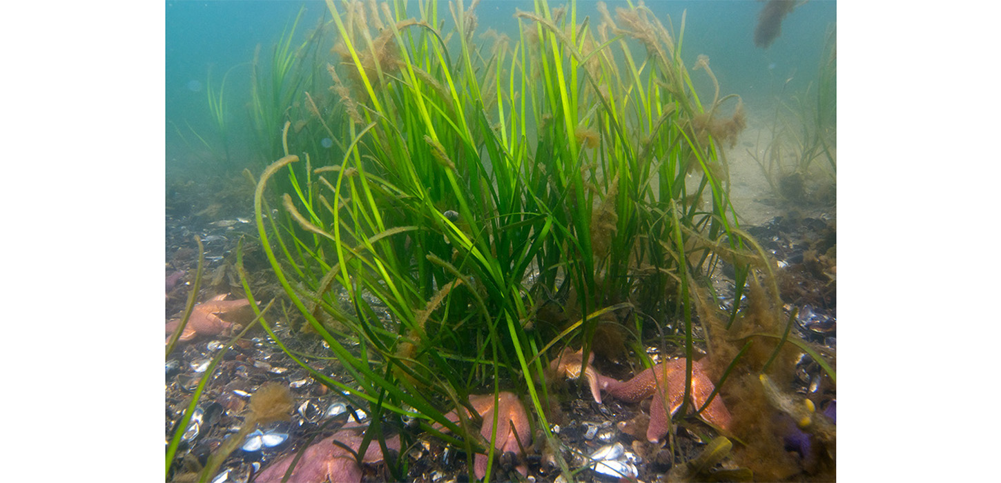 Flot er det under vandet ved snorkelstien i Middelfart