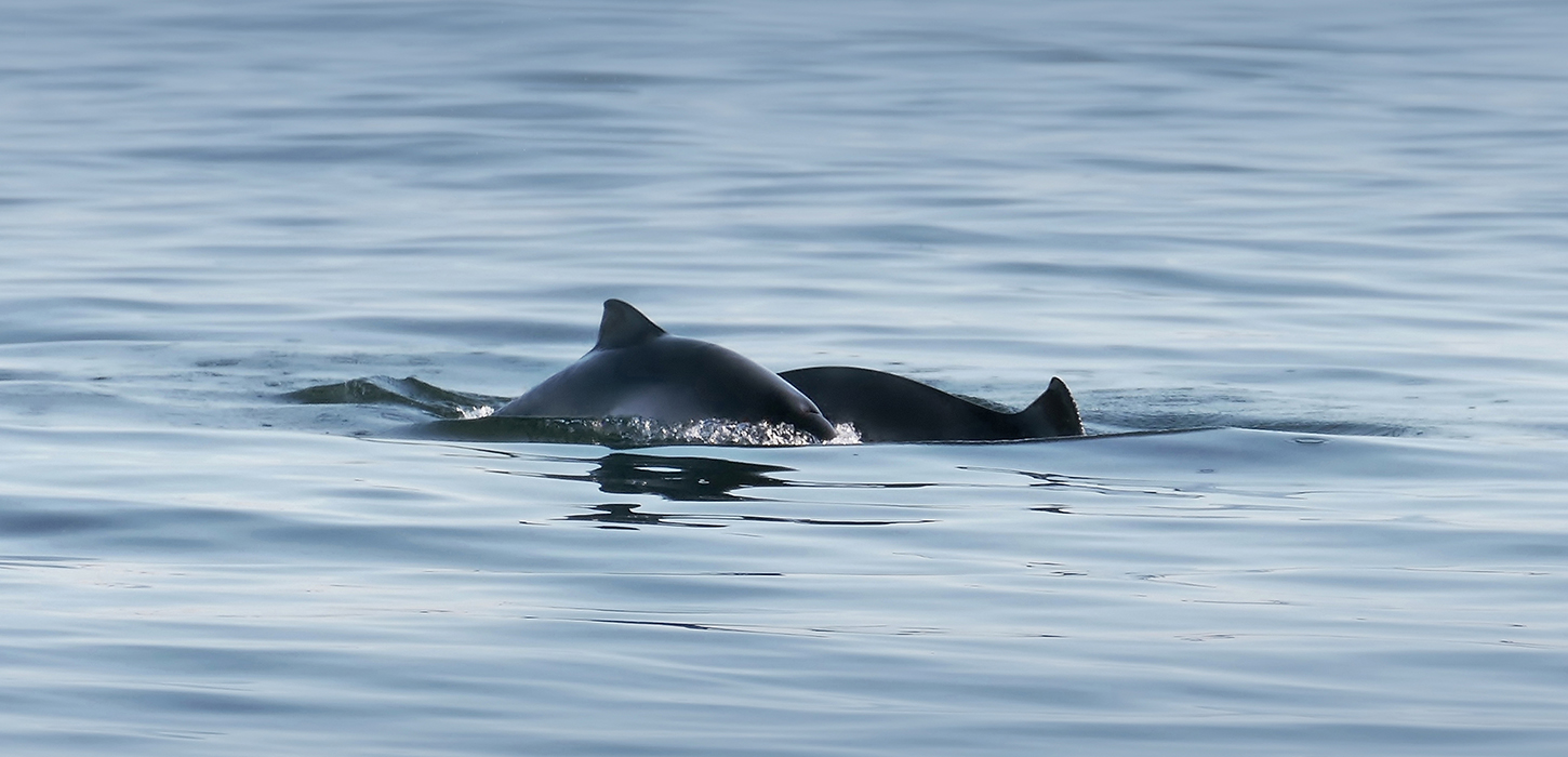 Marsvin i Lillebælt