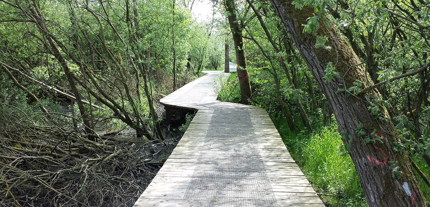 5 km spor Ejby Mose til Kringstrup Mose