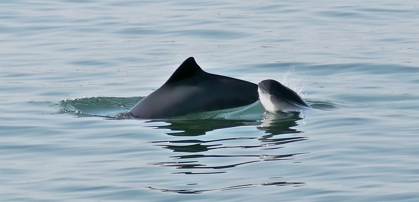 Marsvin mor og kalv i Lillebælt