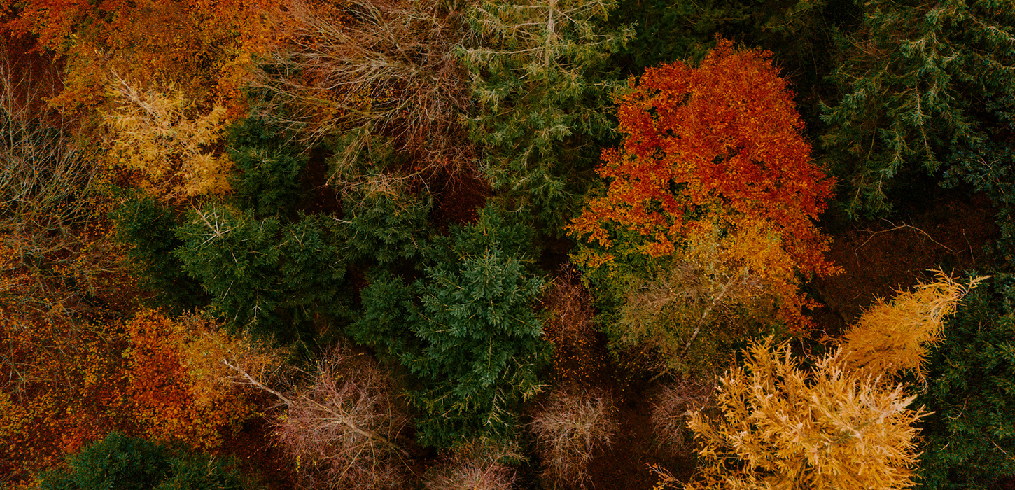 Hindsgavls træer klædt i smukke efterårsfarver