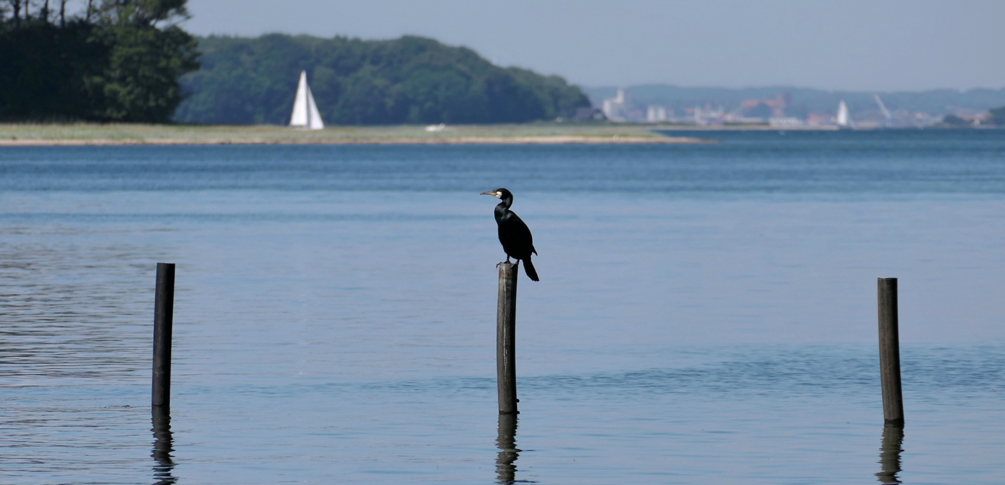 Fænøsund i Middelfart, stille sejlads og fugleliv