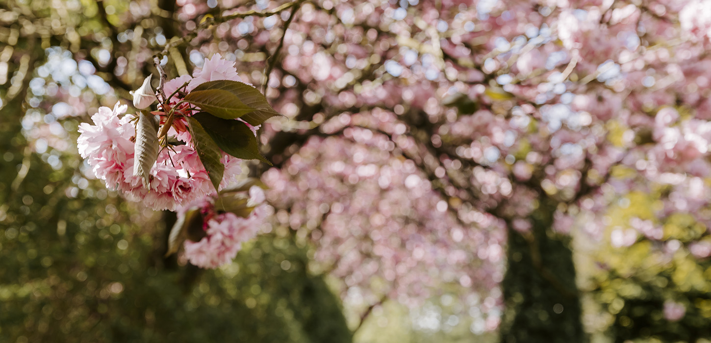 Forår og blomstrende træer i Middelfart