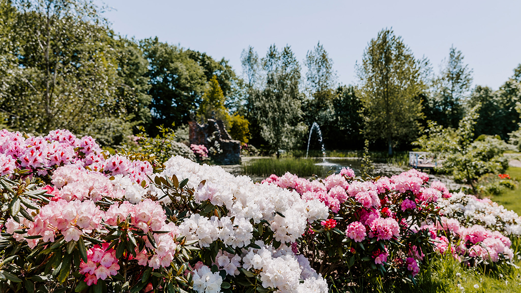Humlemagasinets have. I forgrunden ses en rhododendron i lyserøde og hvide farver. Bagved er en lille sø med en springvand i midten. Det er en sommerdag, himlen er blå og træer og blomster er i fuld flor