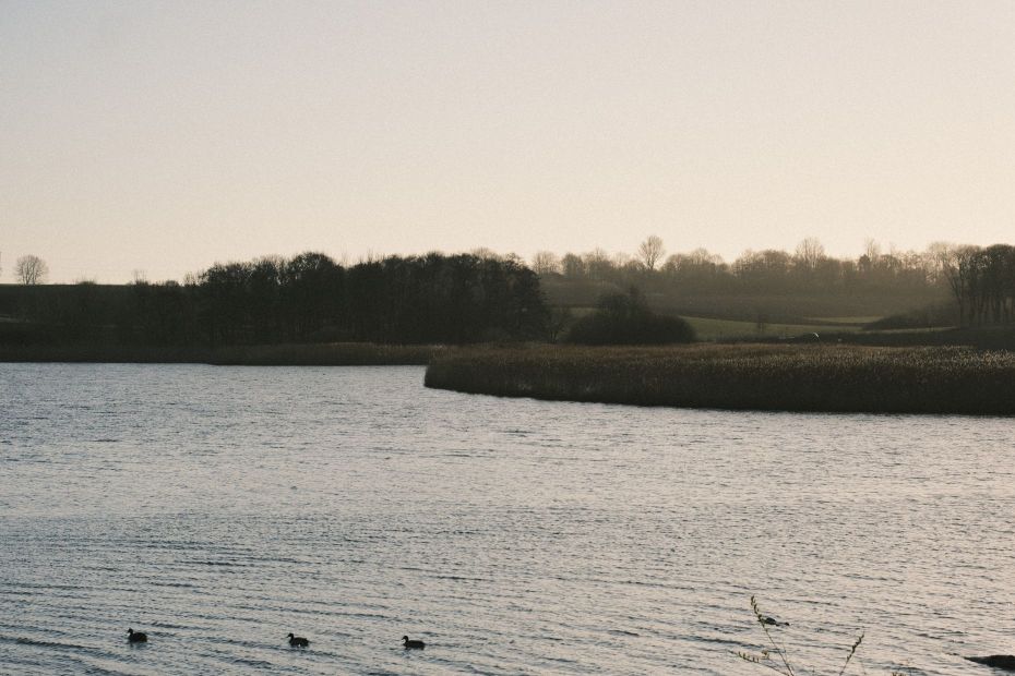 Udsigt set fra fugletårn ved Fønsvang Sø 