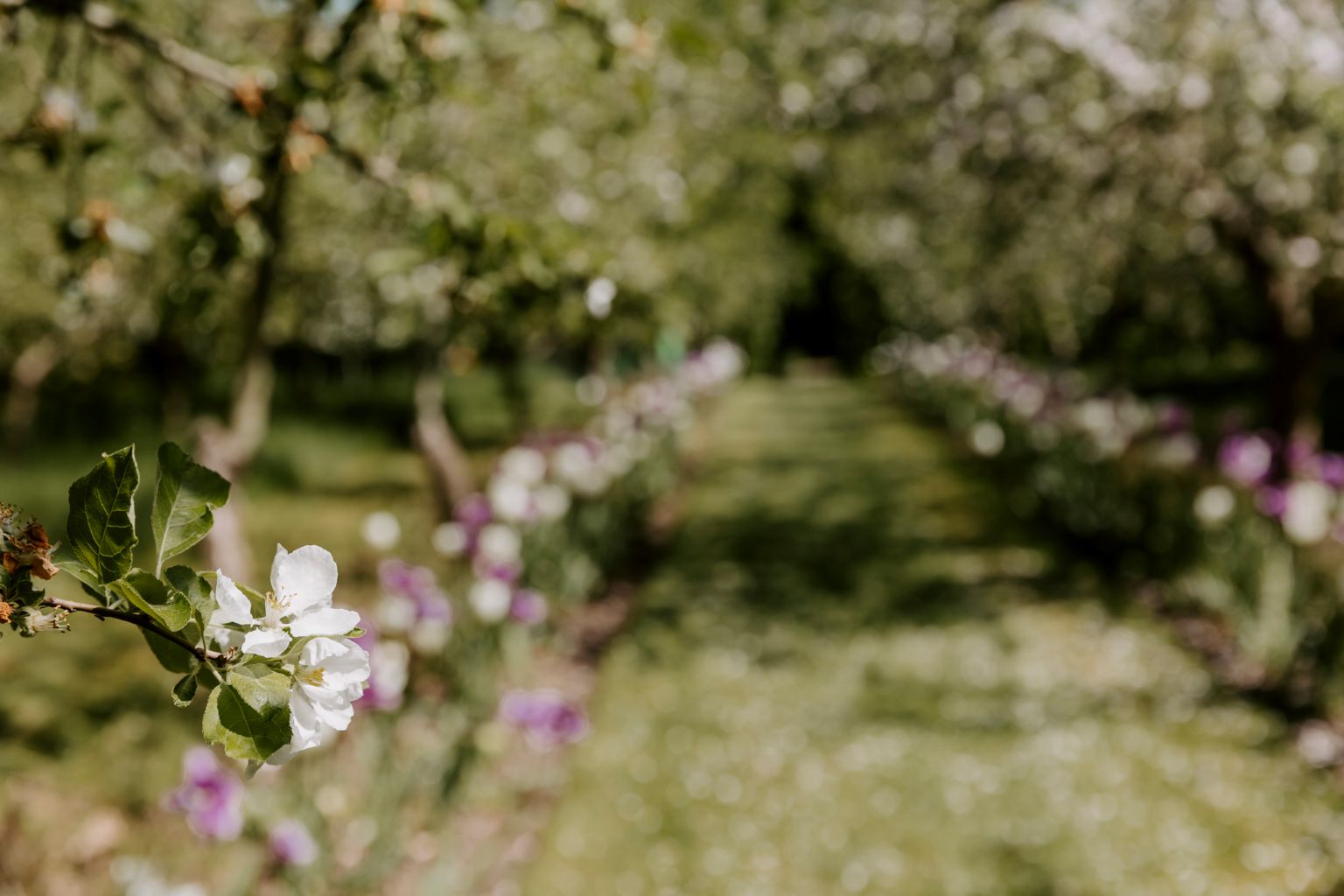 Æbletræsblomst set tæt på i Humlemagasinets have på en sommerdag