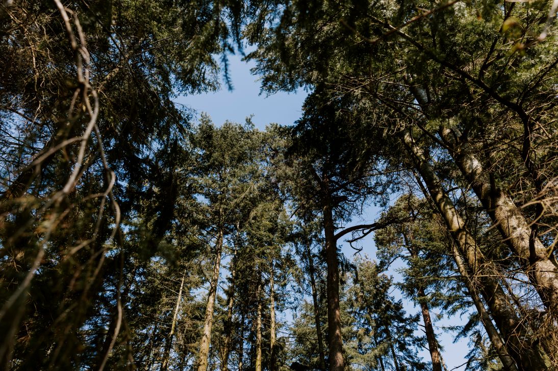 Skov i Gelsted. Perspektivet er fra jorden og op. Man kigger op på grantræernes kroner. Træerne er mange meter høje og man har fornemmelsen af at man står midt i en skov. Himlen er blå og det ligner det er en sommerdag
