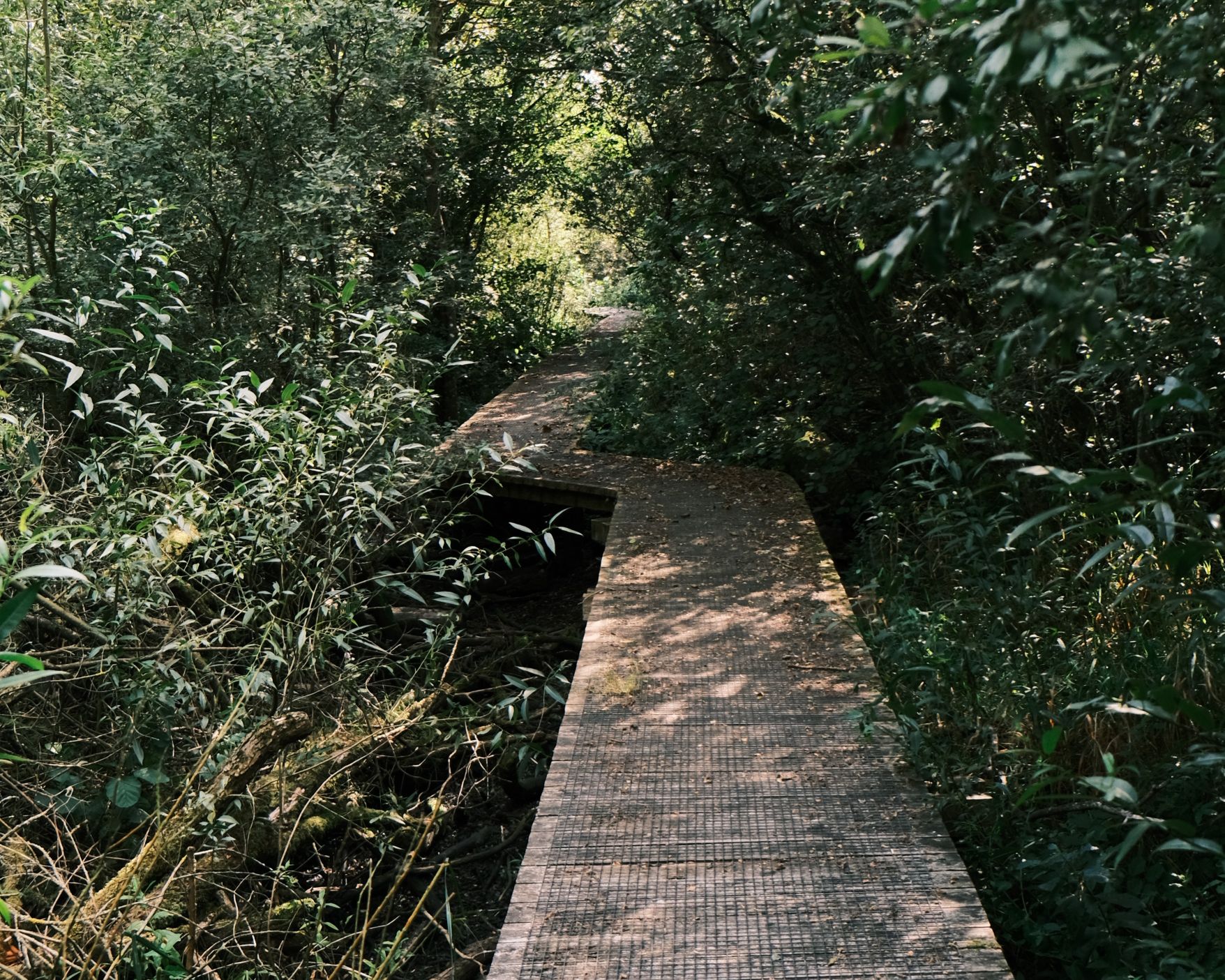 vandrerute ved Ejby mose