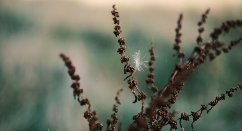 Billede af plante med flug på 