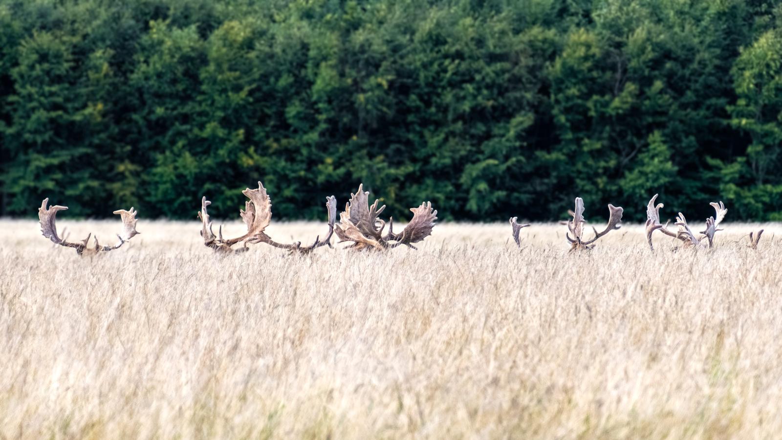 Billedet er taget i Hindsagavl dyrehave, dådyr gevir stikker op over det tørre græs. Det er en varm august dag. 