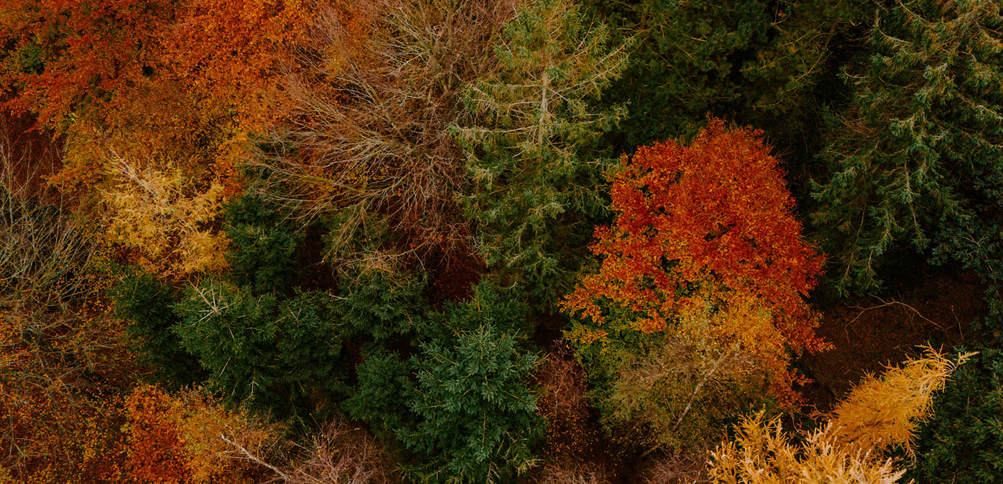 Hindsgavl Halvøens træer klædt i smukke efterårsfarver