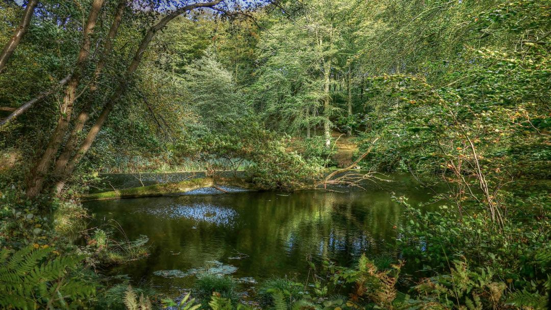 Hindsgavl Skov ses ved stor sø. Træerne er helt grønne og spejler sig i vandet. En sen forår eller sommerdag. Skoven er helt tæt af træer