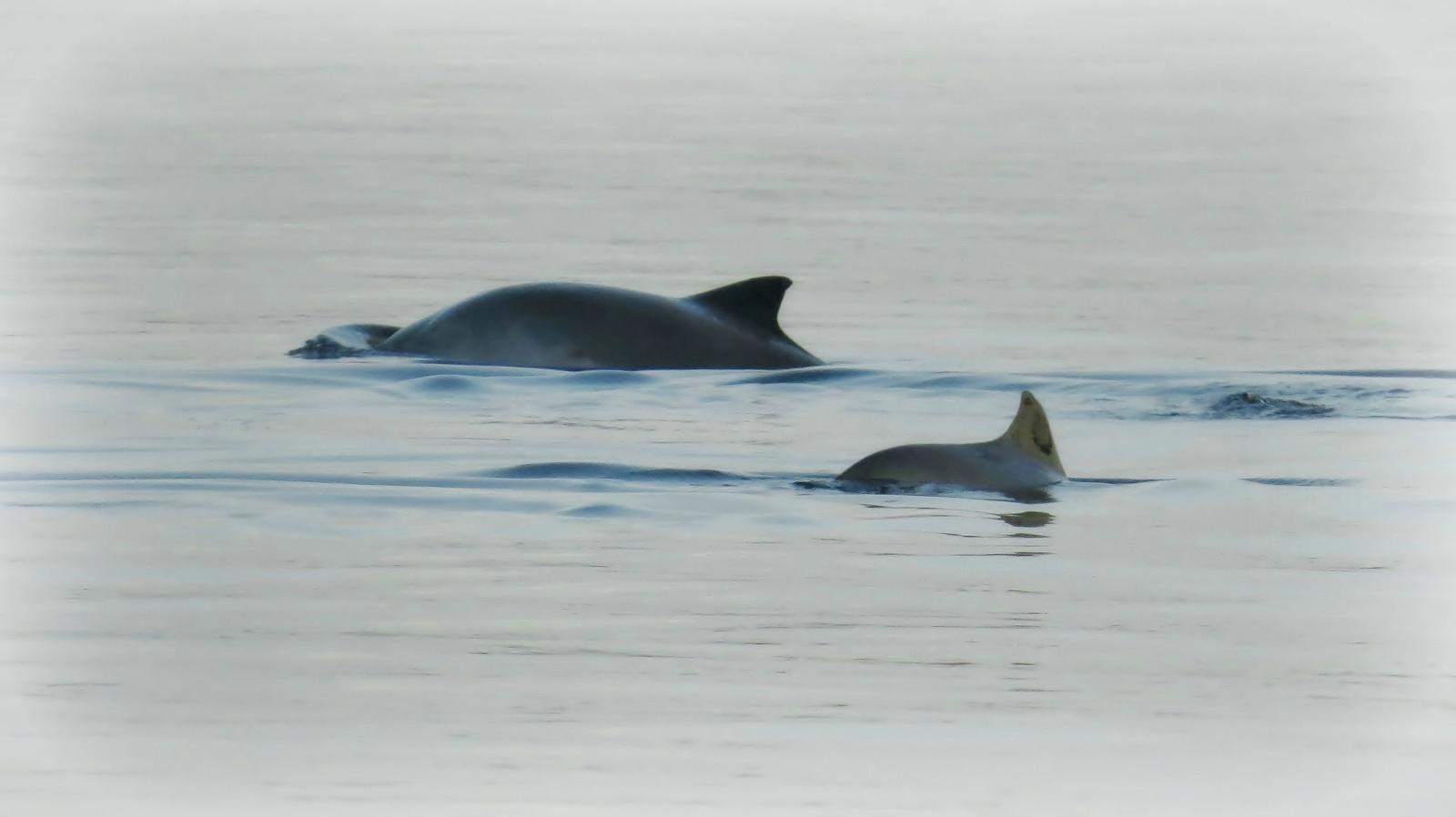 Marsvin i Lillebælt Middelfart