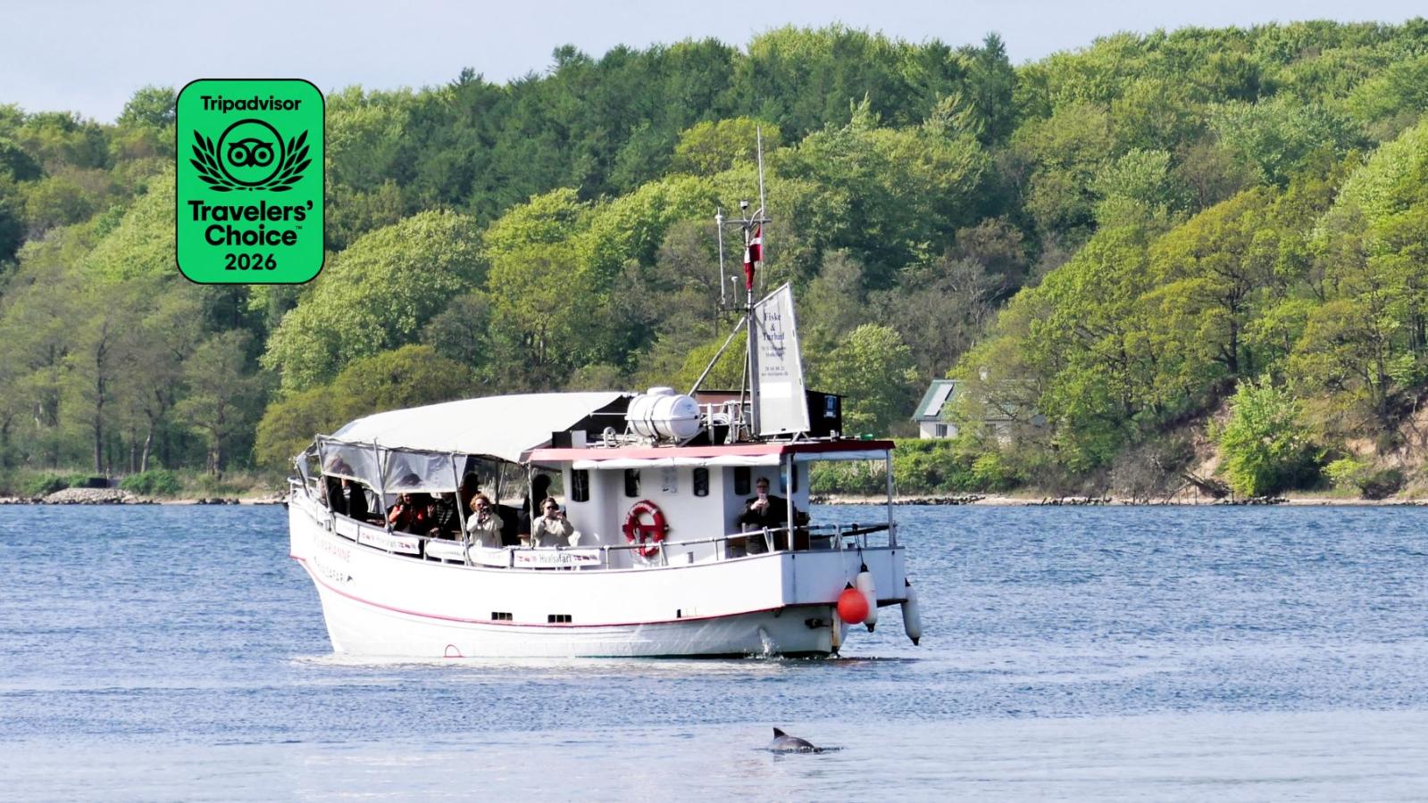 MS Marianne sejler ud på hvalsafari på Lillebælt. Foran båden ses Marsvin. Dens finne og grå ryg er synlig over havets overflade. 