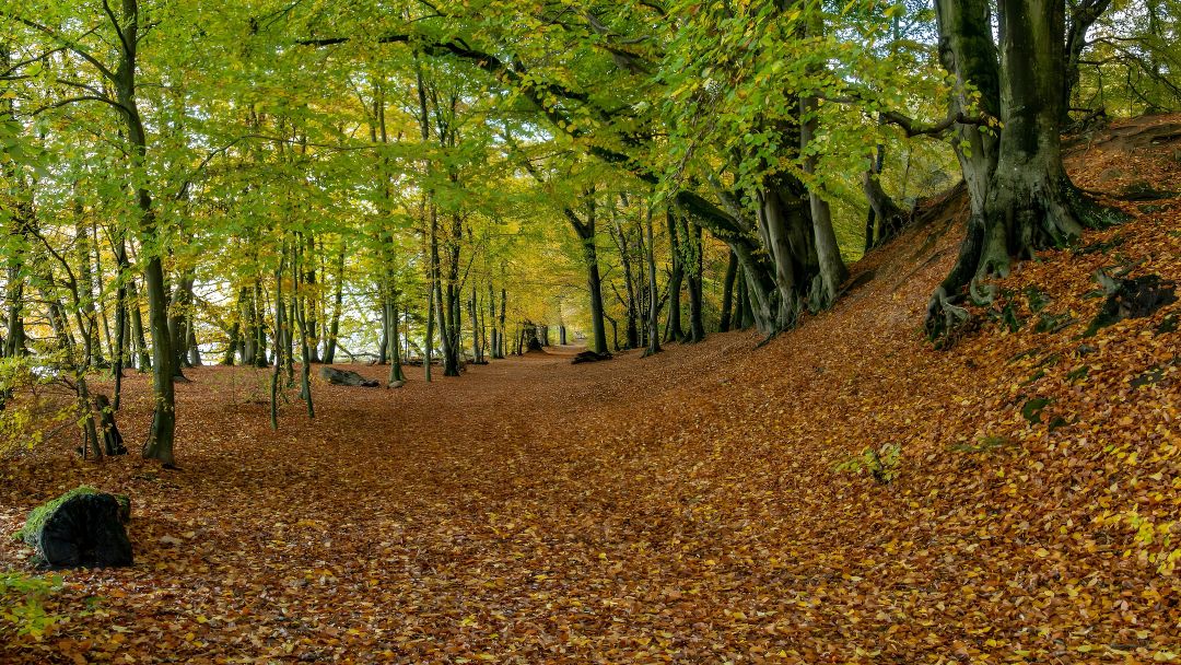 Hindsgavl skov ved Søbadet i Middelfart. Man skimter Lillebælt i skovens åbning. Træernes blade er grønne, mens jorden er dækket af orange og brune blade. 