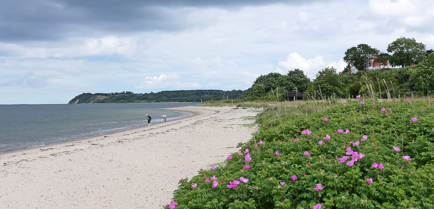 Strib Nordstrand er en Blå Flag strand med sandbund
