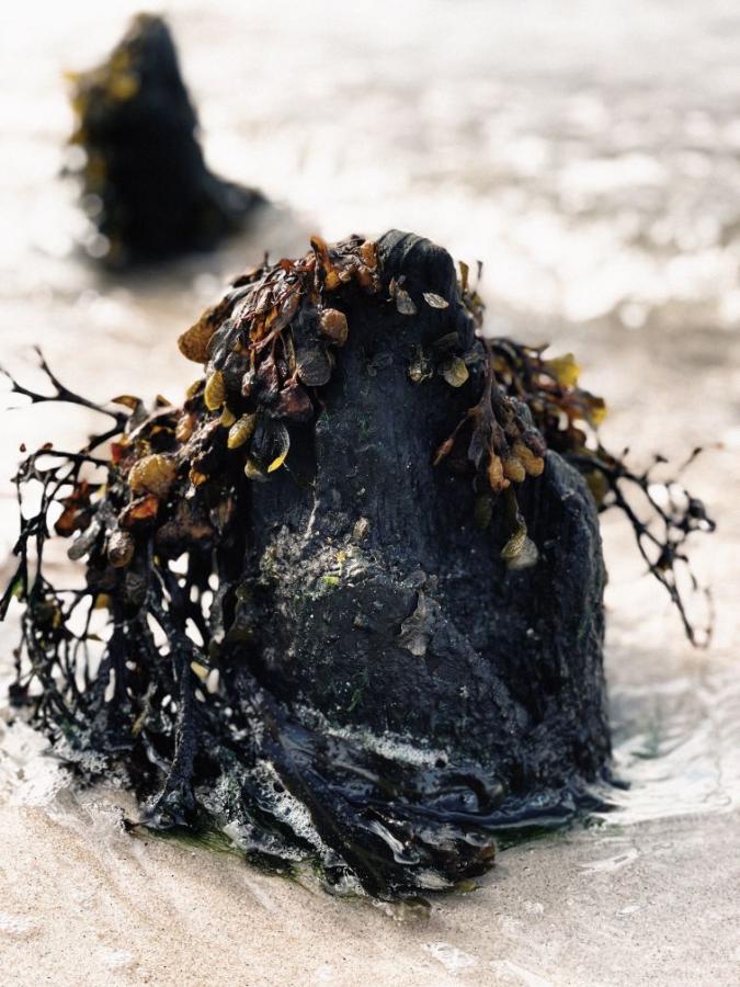 Tang på en sten ved stranden. Stenen lille ved Lillbælt