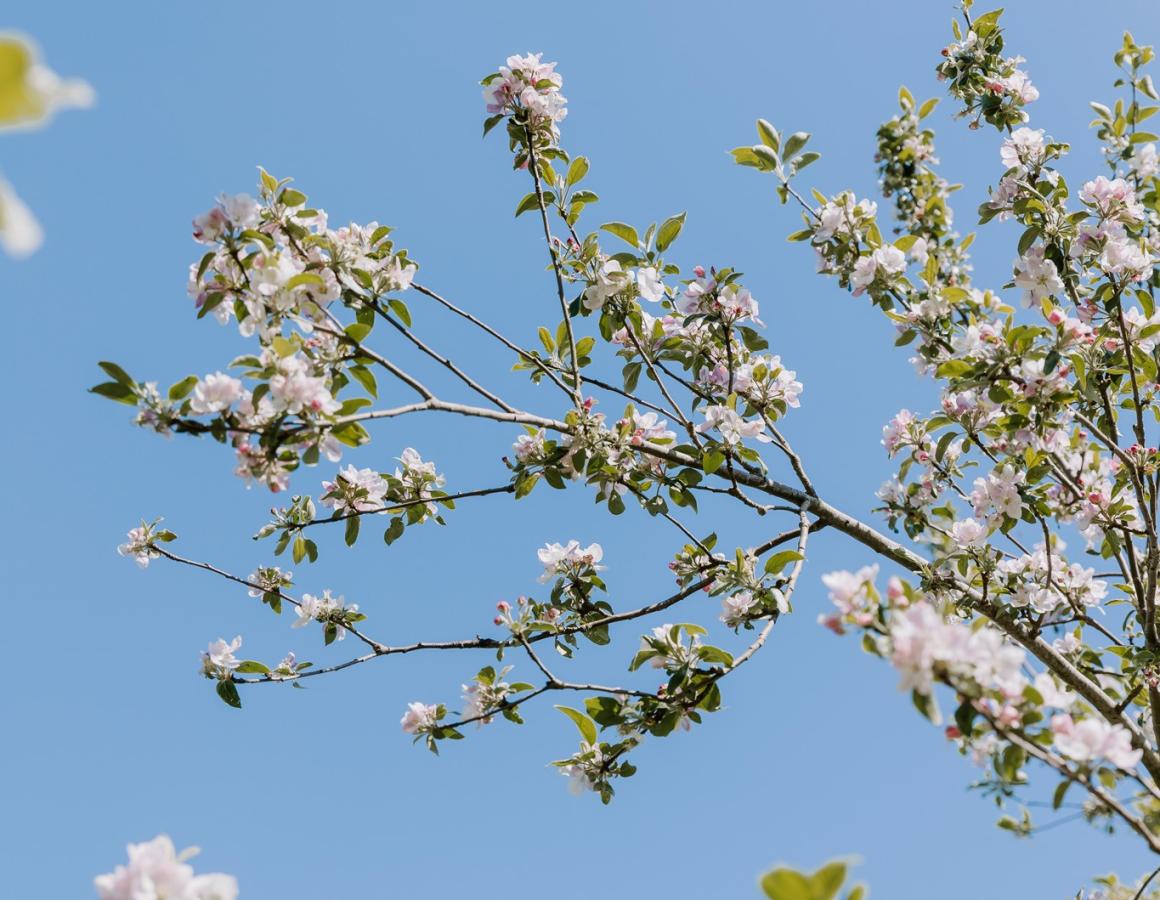 æbletræs gerne med helt sarte lyderøde blomster. Himlen er blå og der er ikke en sky på himlen
