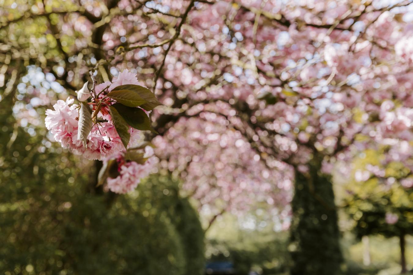 De Japanske kirsebærtræer blomstrer i Middelfart