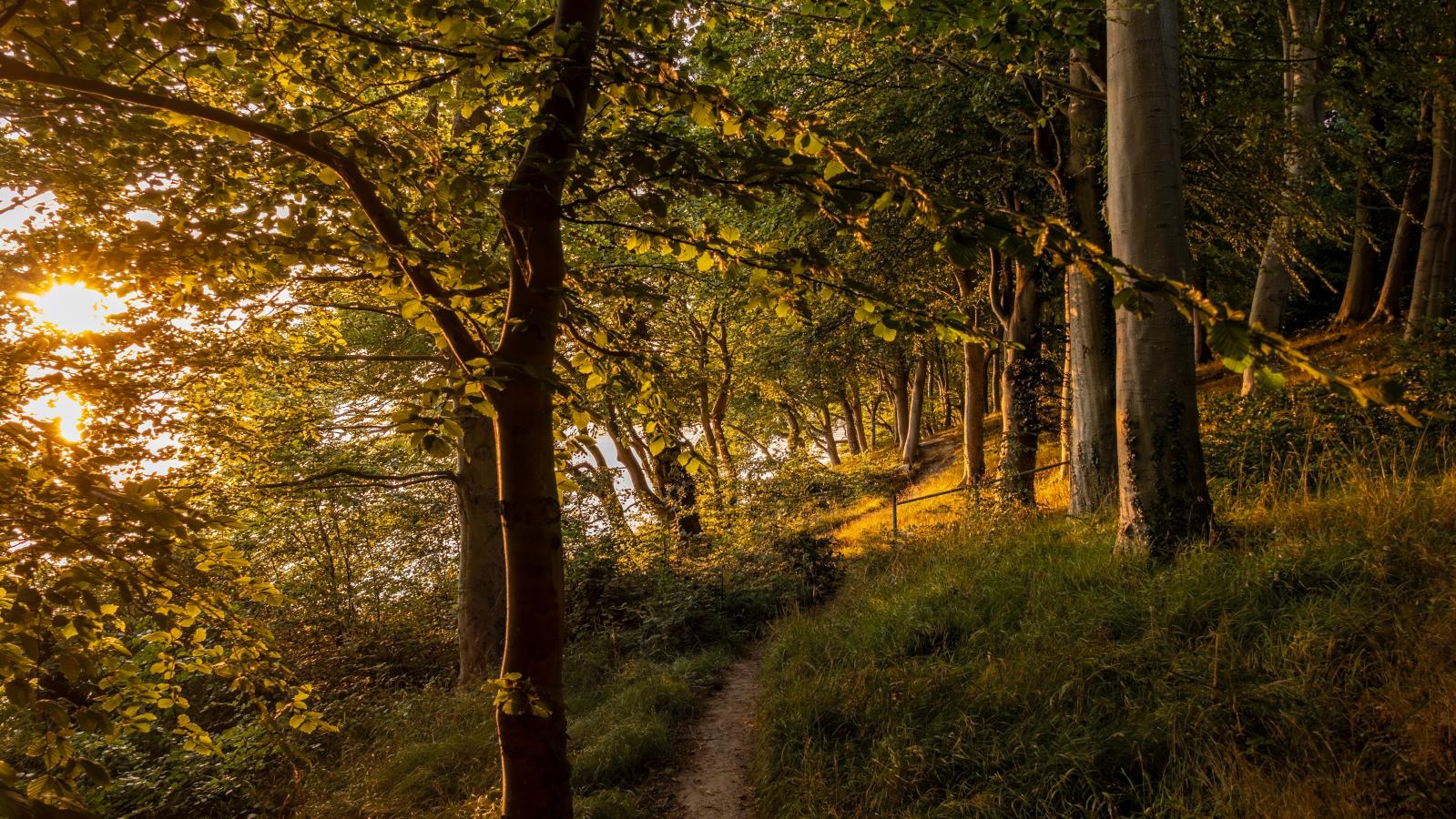 Aftenstemning i skoven på Hindsgavl Halvøen i Middelfart