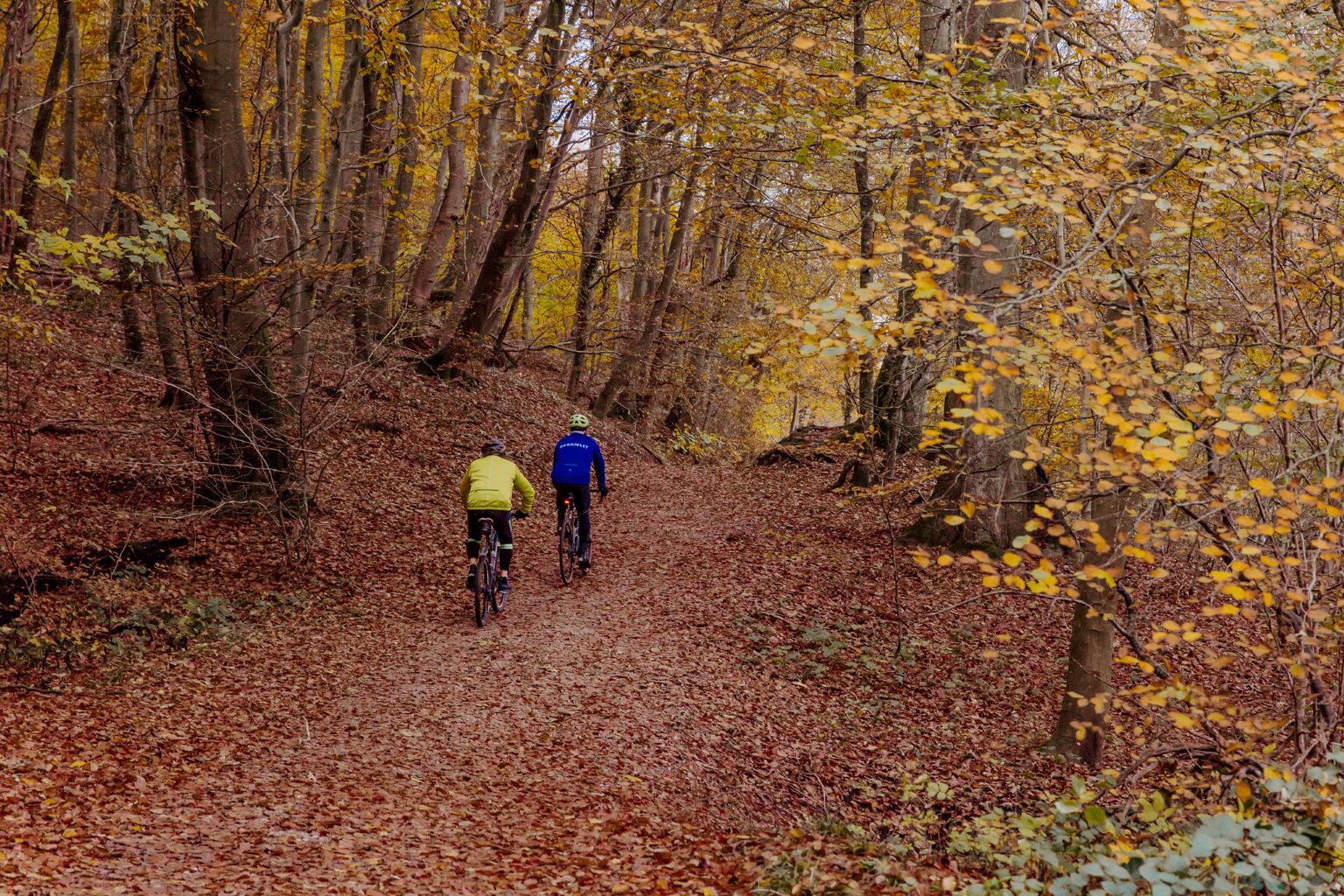 to cykler i en skov. Det er efterår og bladene er faldet af træerne. De ligger som et orange lag på jorden. Bladede på træerne er gule