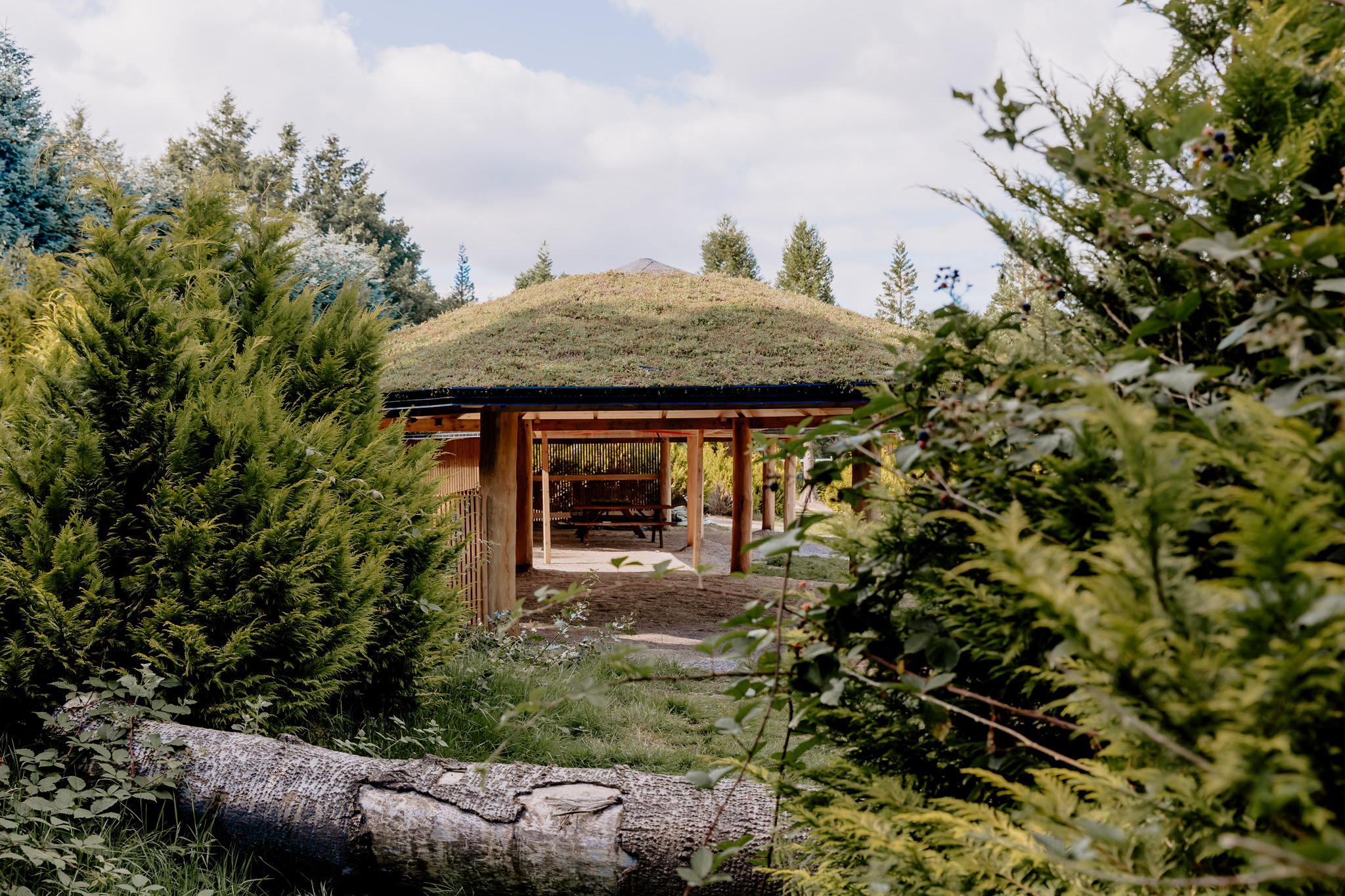 I Staurby skov er der mange grentræer, i midten af billedet ses en pavillon bygge i træ med mos på taget