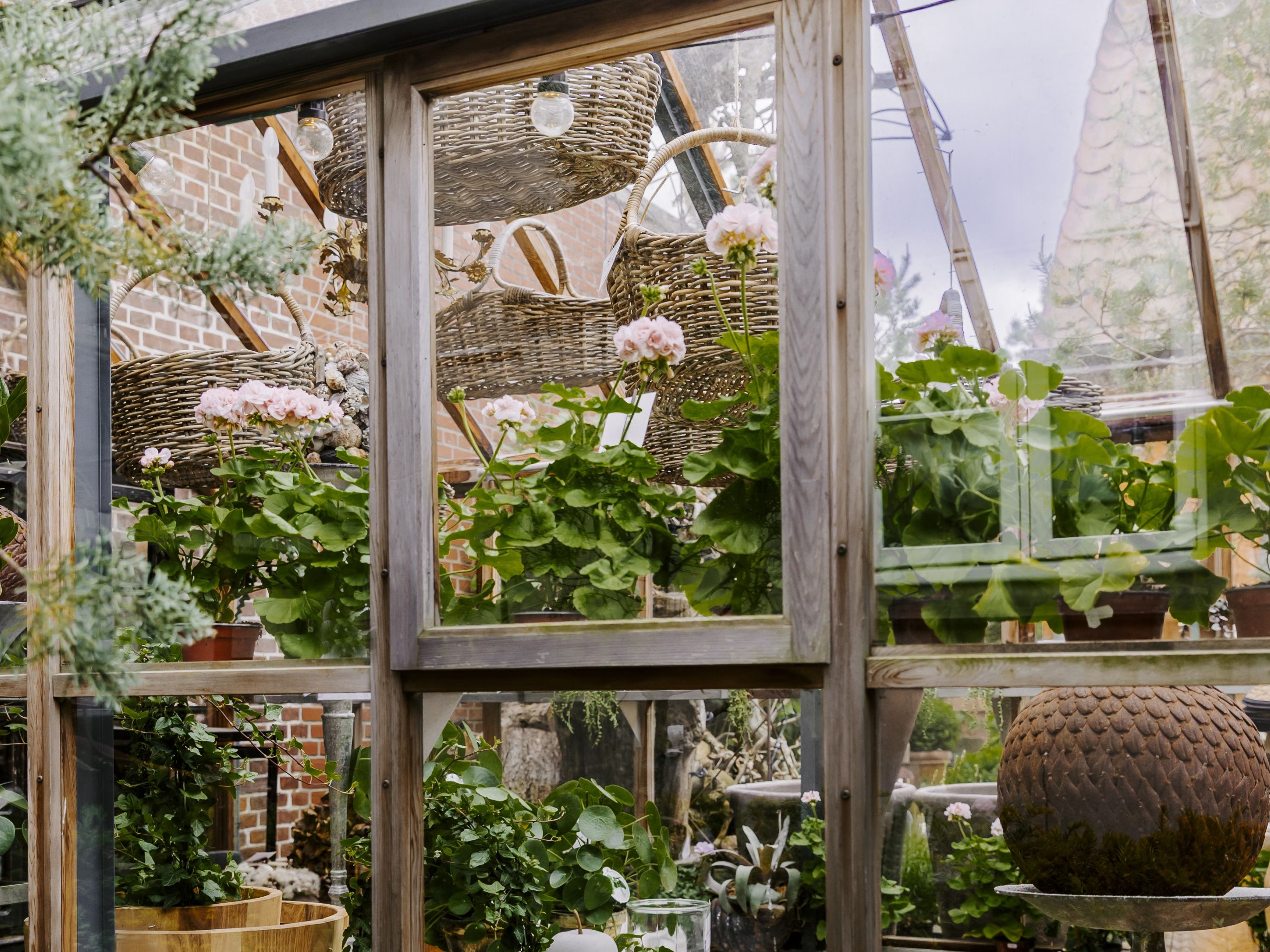 blomster og fletkurve ses gennem et vindue i en drivhus.