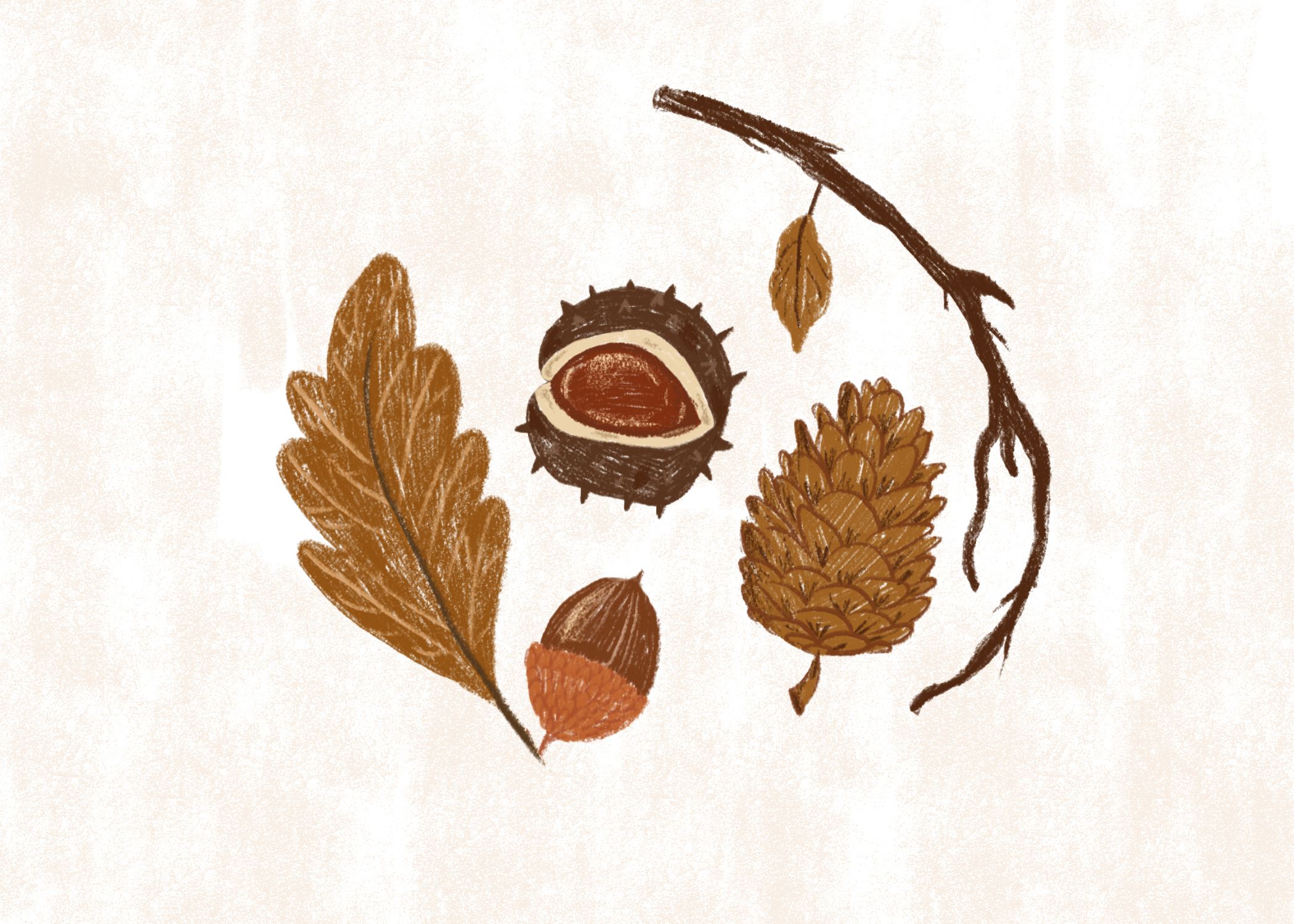 tegning af efterårs natur. Blad agern, kastanje, kogle og kvist.