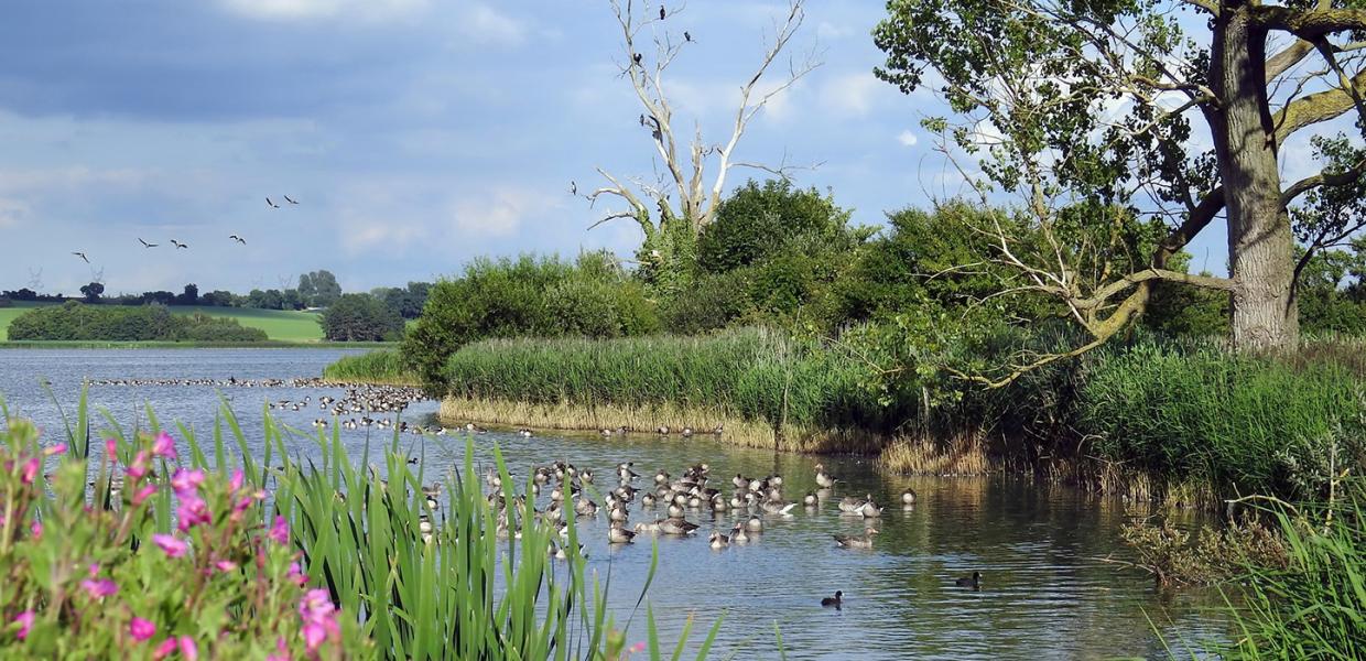Oplev fuglelivet på din tur rundt om Føns Vang Sø