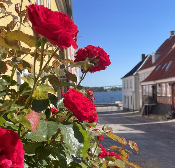 Klimaruten i Middelfart - Brogade med de smukke roser