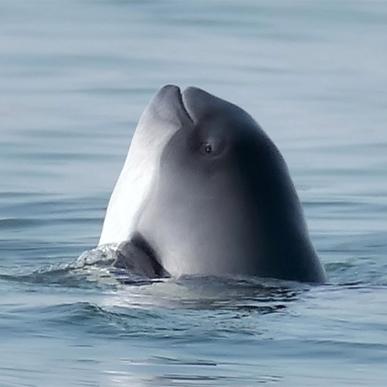 Oplev en af verdens mindste hval - Tag på Hvalsafari fra Middelfart