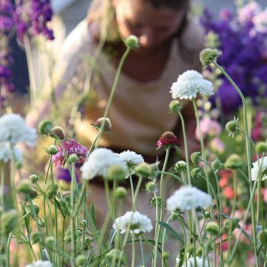 Regitzes Have - et hav af økologiske blomster - Gelsted