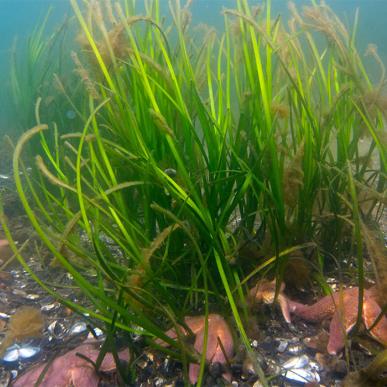 Flot er det under vandet ved snorkelstien i Middelfart