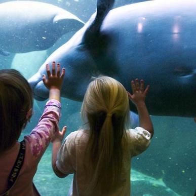 Børn kigger på havdyr i Odense Zoo