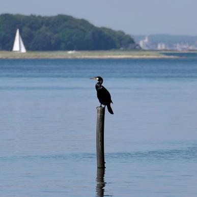 Fænøsund i Middelfart, stille sejlads og fugleliv