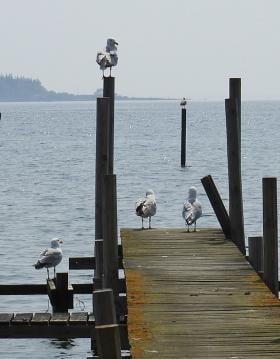 Stilhed og ro finder du ved Fænø Sund i Middelfart