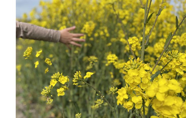 Girl playing with the yellow plants on a rapeseed field in Middelfart